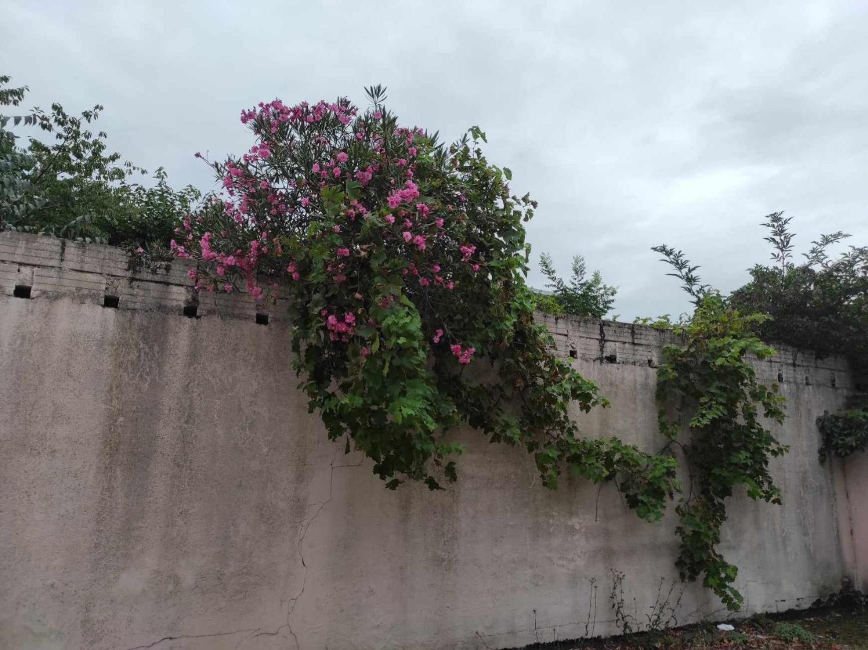 Le Clos Des Coquelicots Toulouse Exterior foto